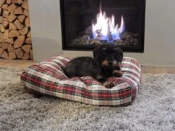 Kattenkussen Dress Stewart 55 X 45 Cm