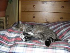 Kattenkussen Dress Stewart 55 X 45 Cm -Hondenbenodigdheden Verkoopwinkel file 134