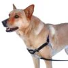 PetSafe Easywalk Hondenharnas - Zwart - L