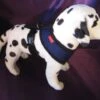 Puppia Soft Harness - XL - Blauw