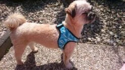 Cooling Comfy Harnass Cool Blue -Hondenbenodigdheden Verkoopwinkel file 401