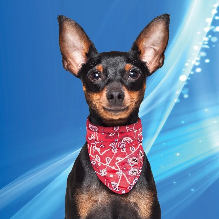Cooling Pet Bandana Red Western 1 Cooling Pet Bandana Red Western