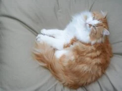 Kattenkussen Beige 55 X 45 Cm -Hondenbenodigdheden Verkoopwinkel file 80