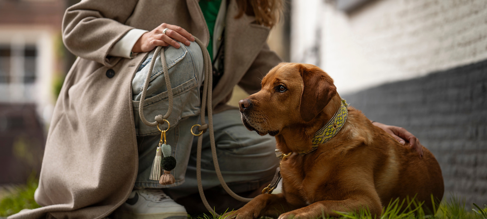 Hondenbenodigdheden Verkoopwinkel -Hondenbenodigdheden Verkoopwinkel 2